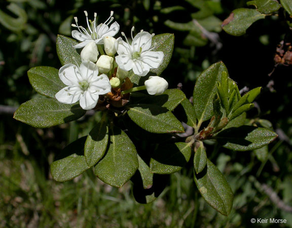 Image of Western Labrador-Tea