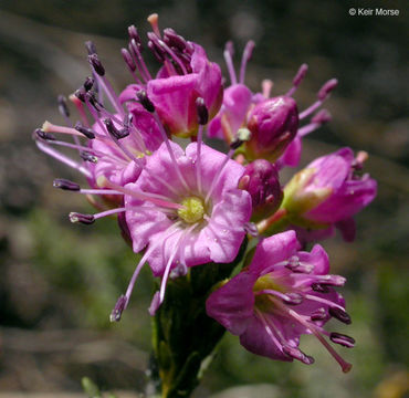 Image of purple mountainheath