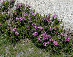 Image of purple mountainheath