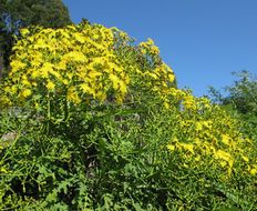 Imagem de Sonchus palmensis (Sch. Bip.) Boulos