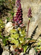 Image of Lachenalia pallida Aiton