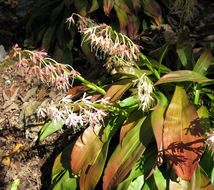 Image of Ypsilandra thibetica Franch.