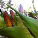 Doryanthes palmeri W. Bull resmi