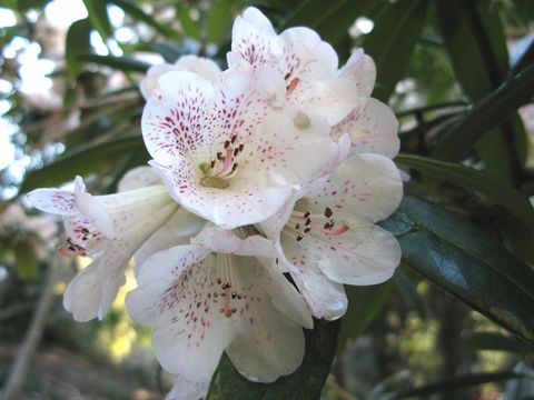 Image of Rhododendron irroratum Franch.