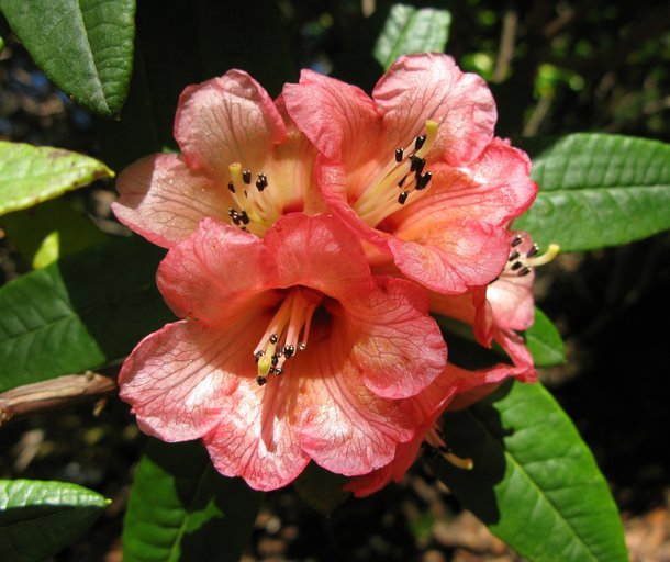 Image de Rhododendron floccigerum Franch.