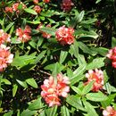 Image of Rhododendron floccigerum Franch.