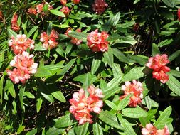 Image of Rhododendron floccigerum Franch.