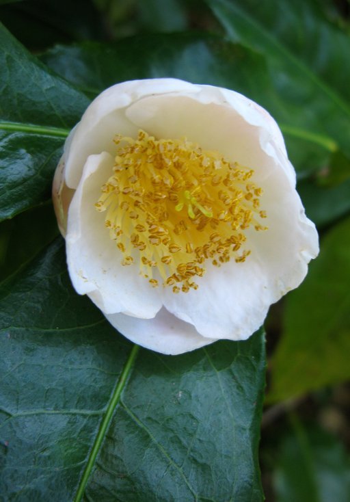 <i>Camellia irrawadiensis</i> resmi