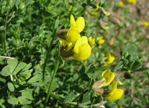 Image of Lotus cytisoides L.