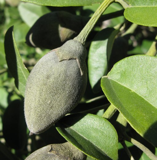 Image of <i>Lagunaria patersonia</i>