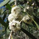 Image of Eucalyptus kybeanensis Maiden & Cambage