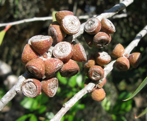 Image of Eucalyptus kybeanensis Maiden & Cambage