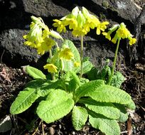 Primula veris L. resmi