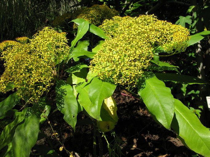 Image of <i>Senecio uspantanensis</i>