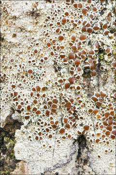 Image of rim lichen