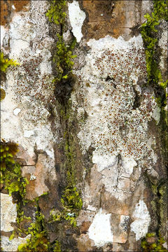 Image of rim lichen