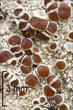 Image of rim lichen