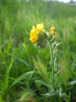 Image of Menzies' fiddleneck