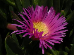 Plancia ëd Carpobrotus chilensis (Molina) N. E. Br.