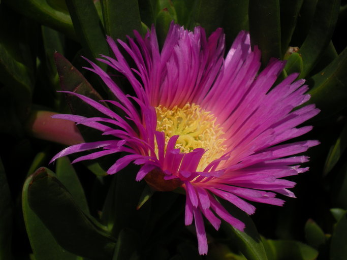 Plancia ëd Carpobrotus chilensis (Molina) N. E. Br.