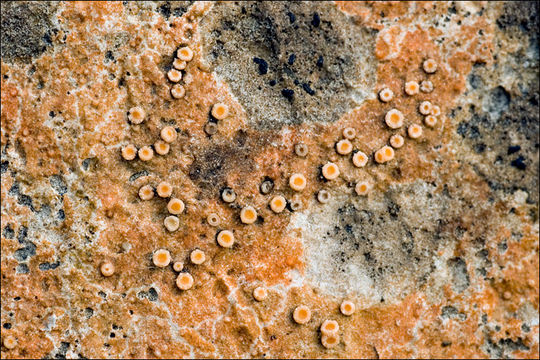 Image of dimple lichen