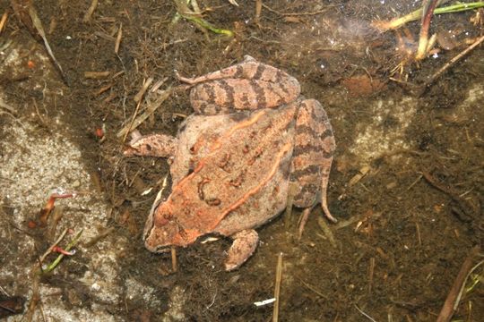 Image of Altai Brown Frog (Altai Mountains Populations)