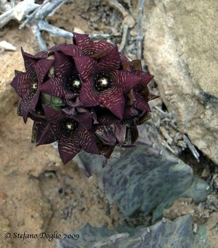 Image of <i>Caralluma europaea</i>