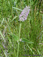 Image of nettleleaf giant hyssop