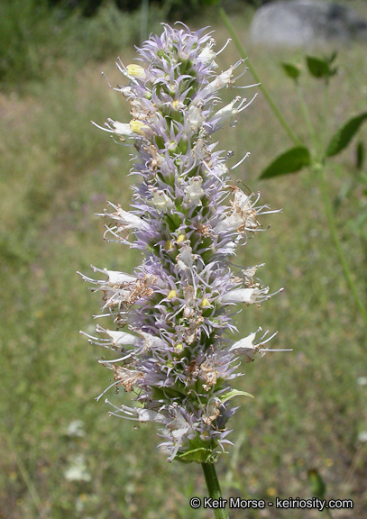 Image of nettleleaf giant hyssop