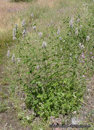 Image of nettleleaf giant hyssop