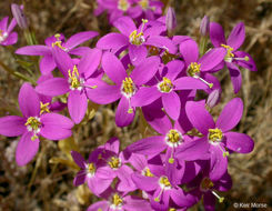 Image de Zeltnera venusta (A. Gray) G. Mansion