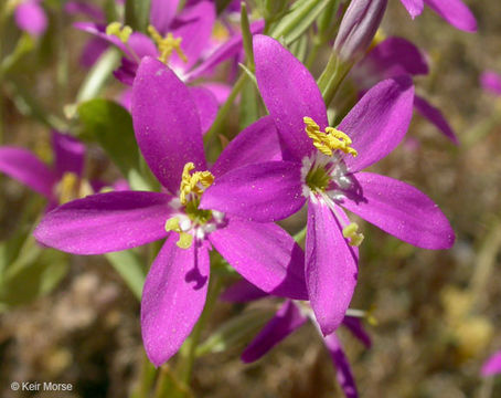 Zeltnera venusta (A. Gray) G. Mansion resmi