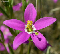 Zeltnera venusta (A. Gray) G. Mansion resmi