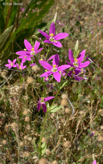 Image of charming centaury