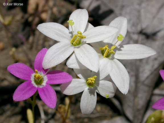 Image of charming centaury