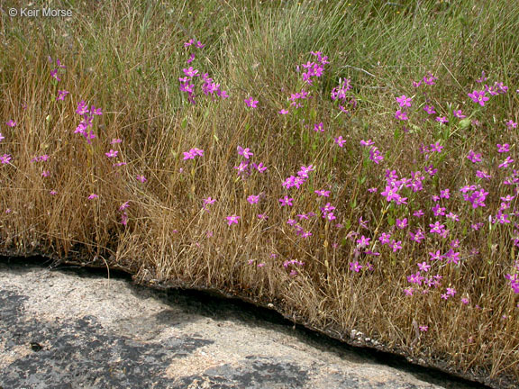 Image of charming centaury