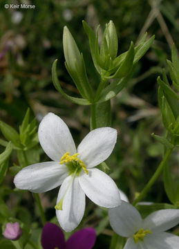 Zeltnera venusta (A. Gray) G. Mansion resmi