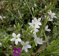 Image of charming centaury