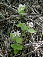 Слика од Draperia systyla (A. Gray) Torr.