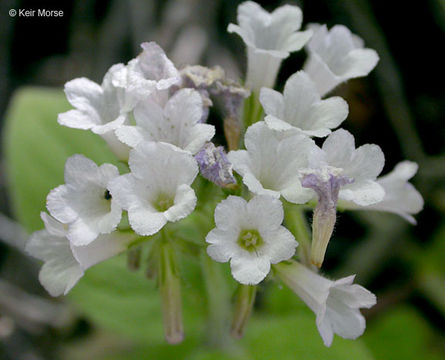 Слика од Draperia systyla (A. Gray) Torr.