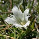 Слика од Gentiana newberryi var. tiogana (Heller) J. S. Pringle