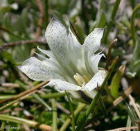 Слика од Gentiana newberryi var. tiogana (Heller) J. S. Pringle