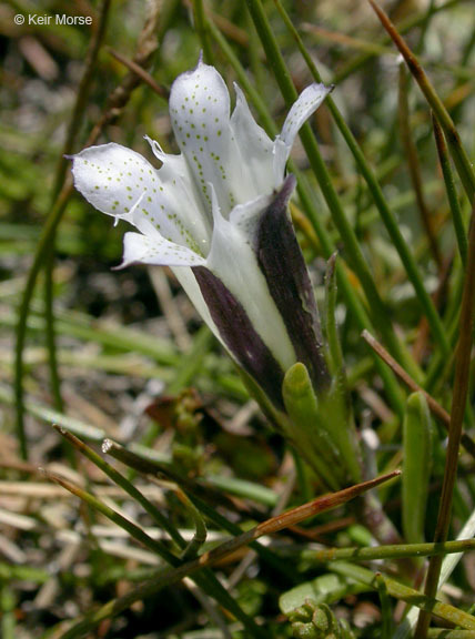 Слика од Gentiana newberryi var. tiogana (Heller) J. S. Pringle