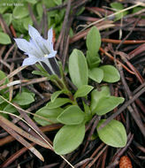 Слика од Gentiana newberryi var. tiogana (Heller) J. S. Pringle