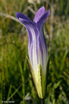 Image de Gentianopsis holopetala (A. Gray) Iltis