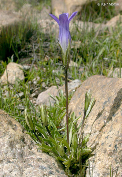 Image of Sierra fringed gentian