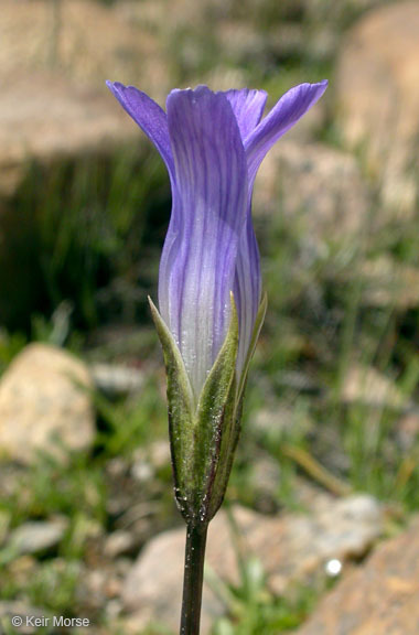 Image de Gentianopsis holopetala (A. Gray) Iltis