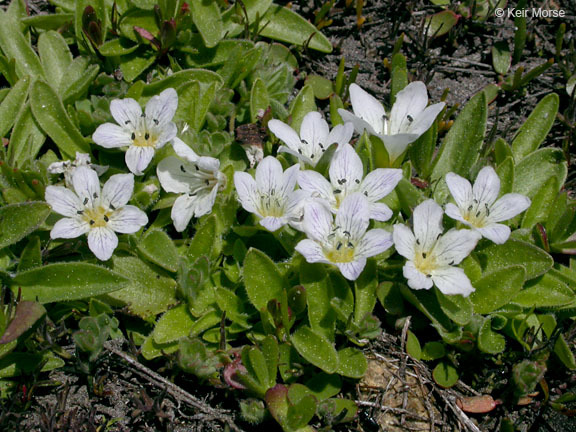 Слика од Hesperochiron pumilus (Griseb.) Porter