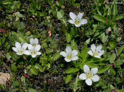 Слика од Hesperochiron pumilus (Griseb.) Porter