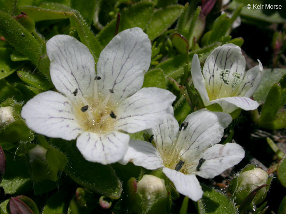 Image of Dwarf Monkey-Fiddle